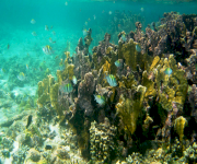 Fotos de Corales de san Bernardo e islas del rosario_4